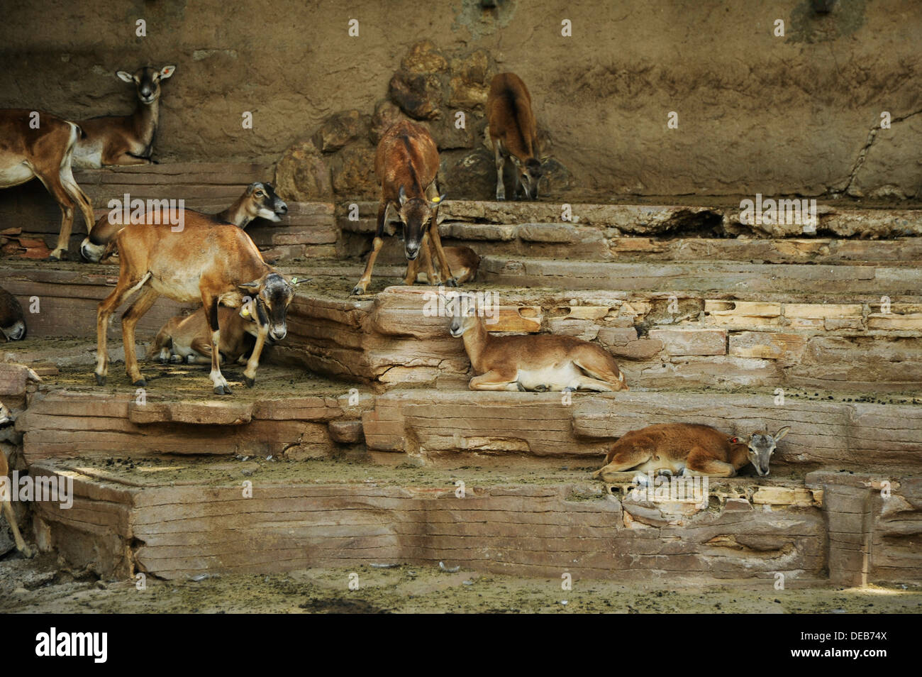 Goats sitting and standing at the Barcelona zoo. Stock Photo