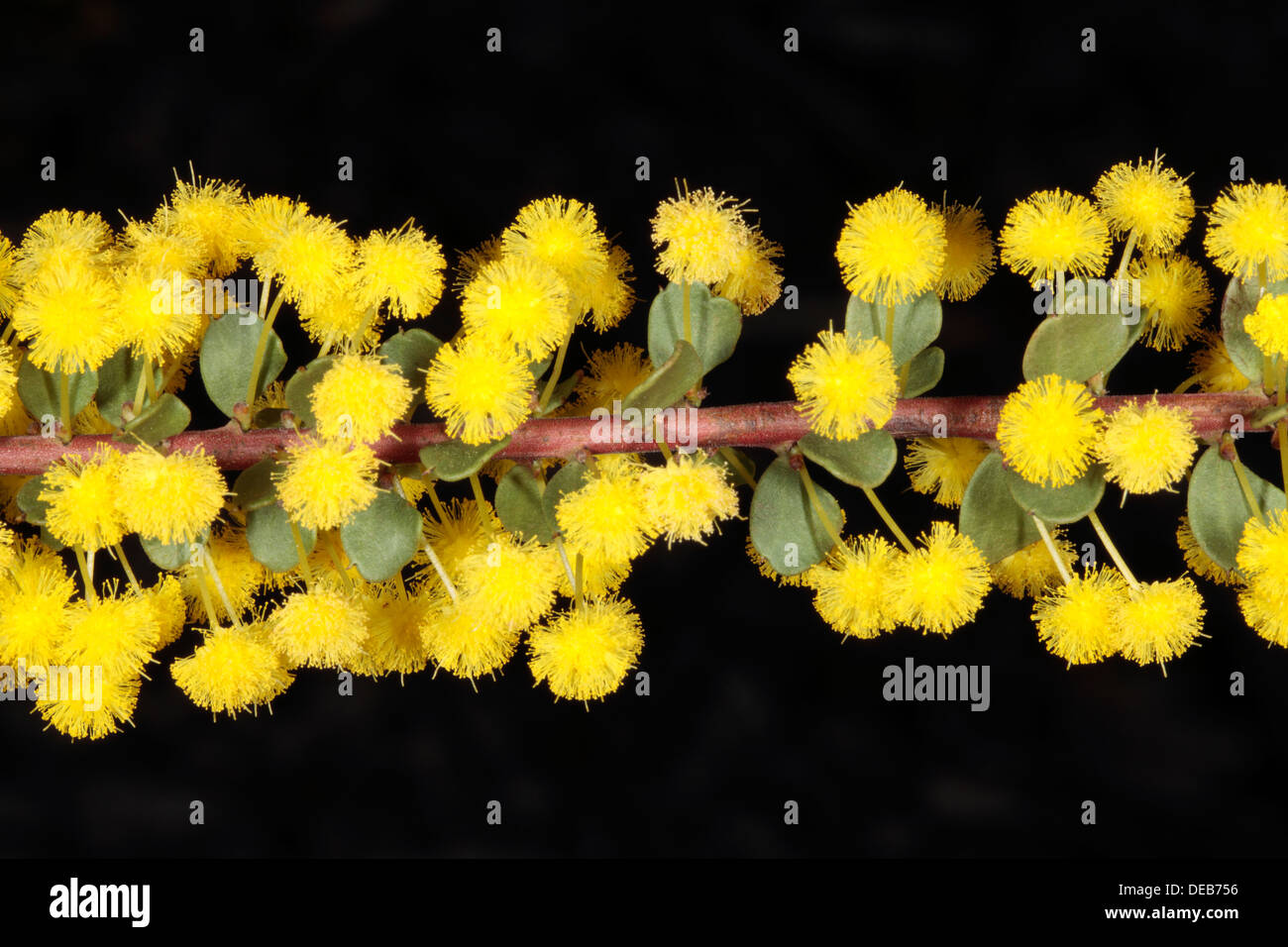 Close-up of Gold Dust Wattle- Acacia acinacea - Family Fabaceae Stock Photo