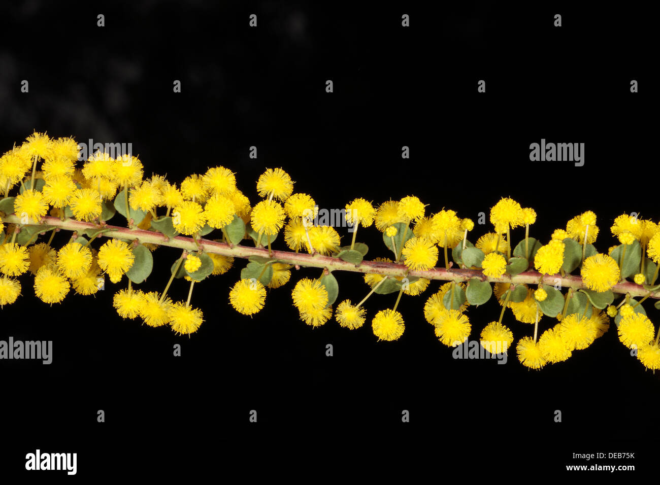 Close-up of Gold Dust Wattle- Acacia acinacea - Family Fabaceae Stock Photo