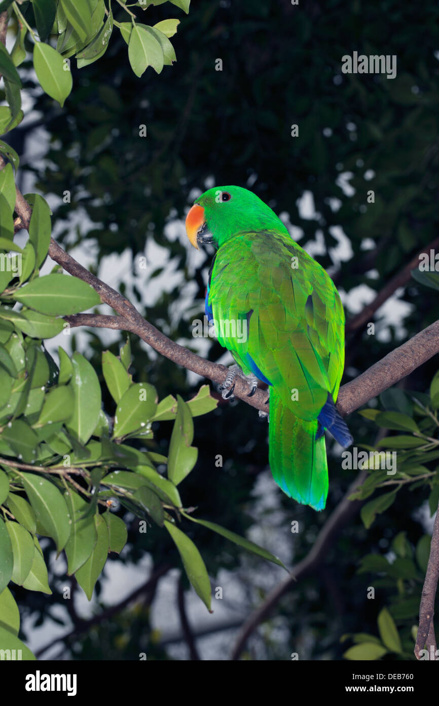Male Ecletus Parrot perching in tree - Eclectus roratus- Family Psittacidae/Psittaculidae Stock Photo