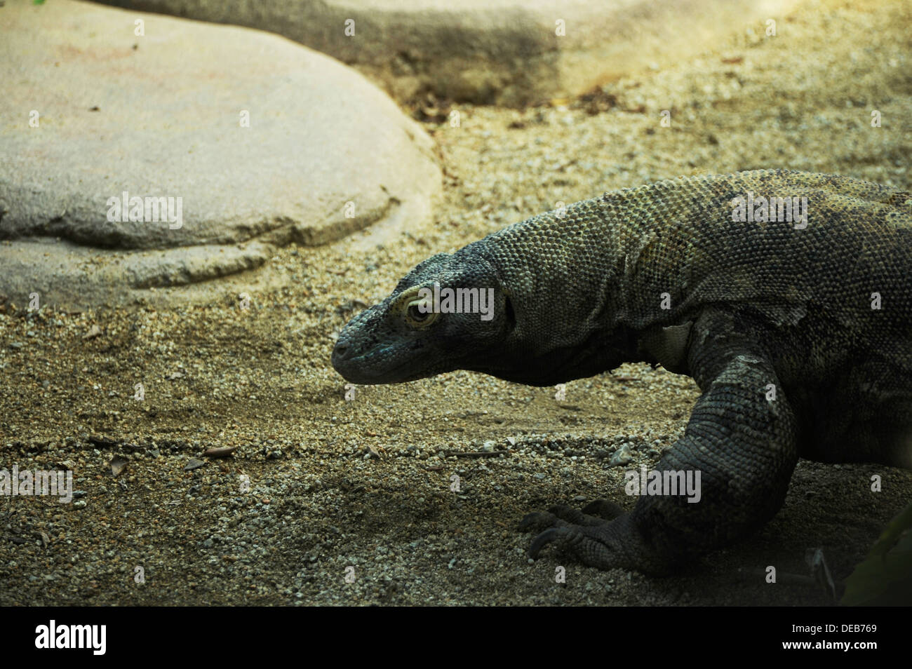 The Komodo Dragon at the Barcelona Zoo Stock Photo