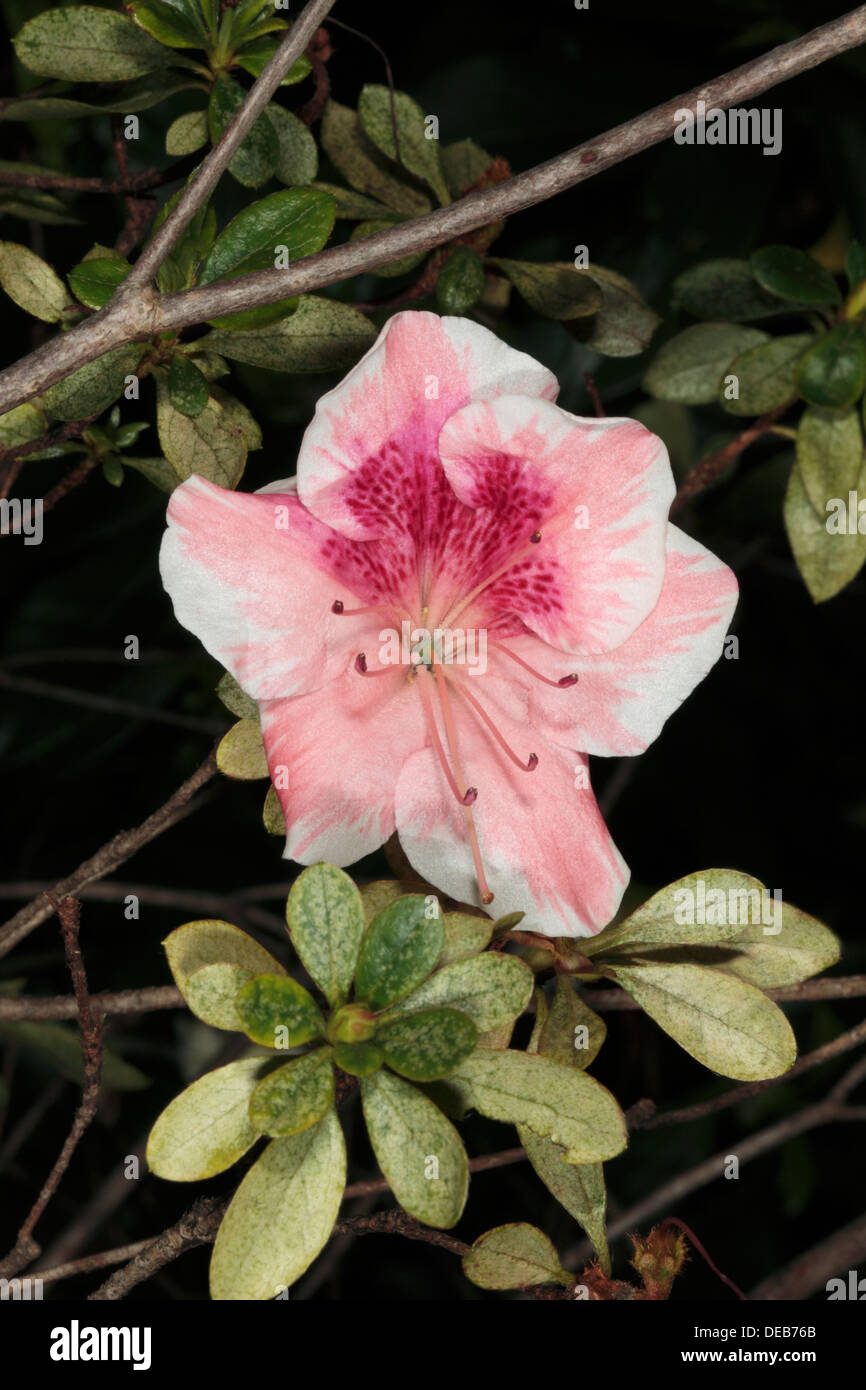 Close-up of Pink Azalea flower- Azalea indica- Family Ericaceae Stock Photo