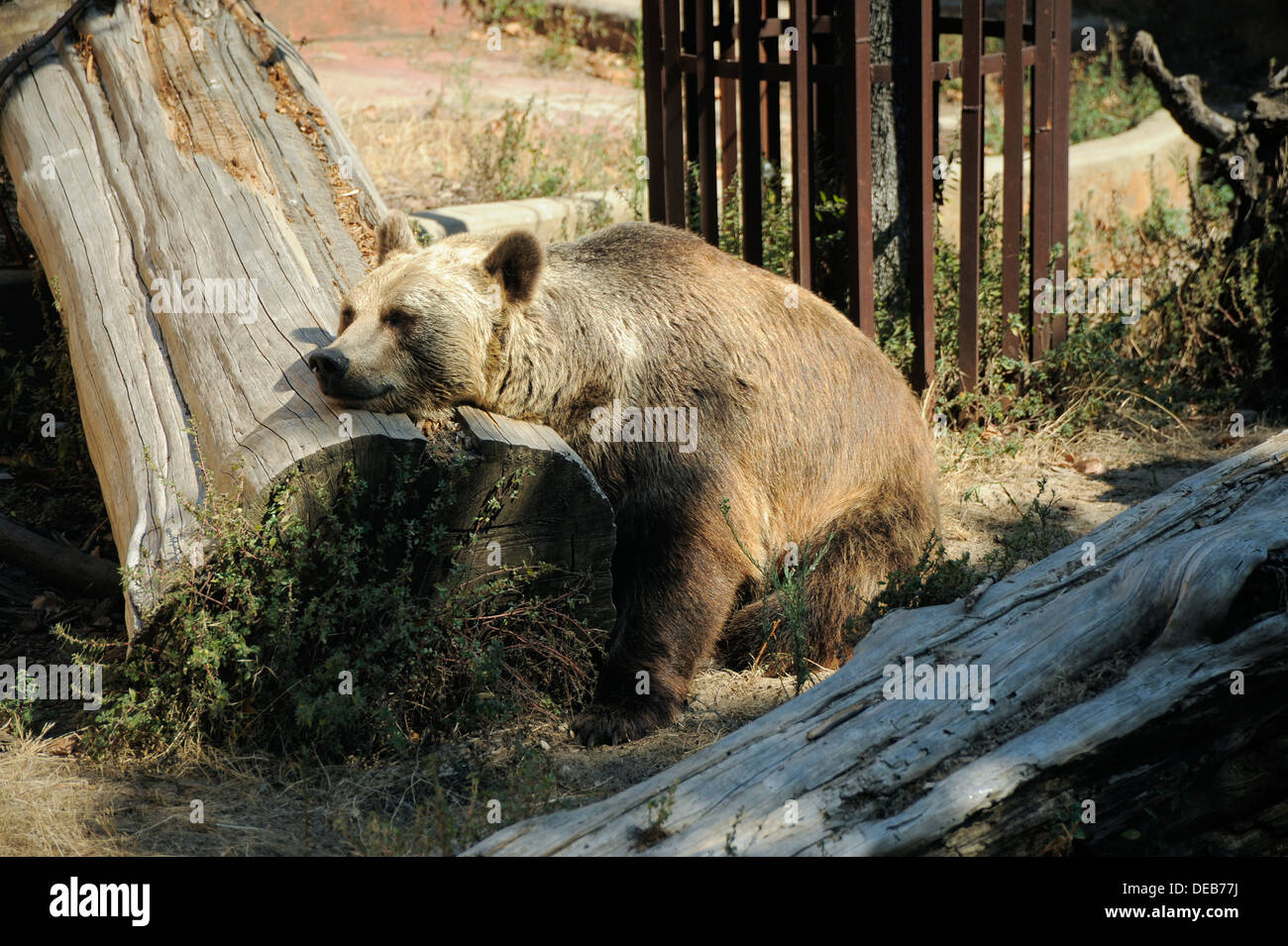 A sleeping brown bear at the Barcelona zoo. Stock Photo