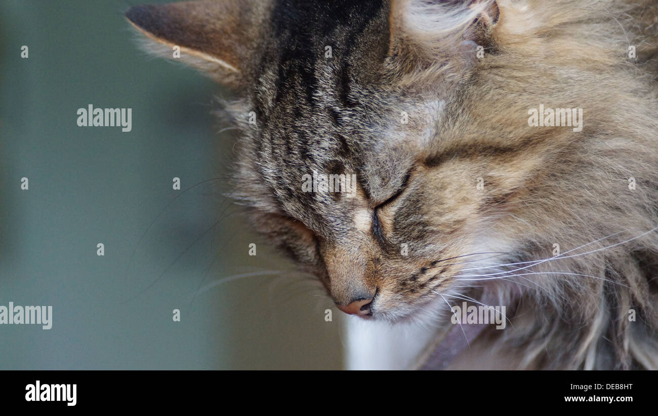 cat face leg grooming ears closed eyes waking up Stock Photo Alamy