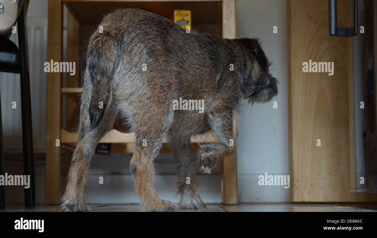 border terrier standing hunting three paws feet Stock Photo Alamy