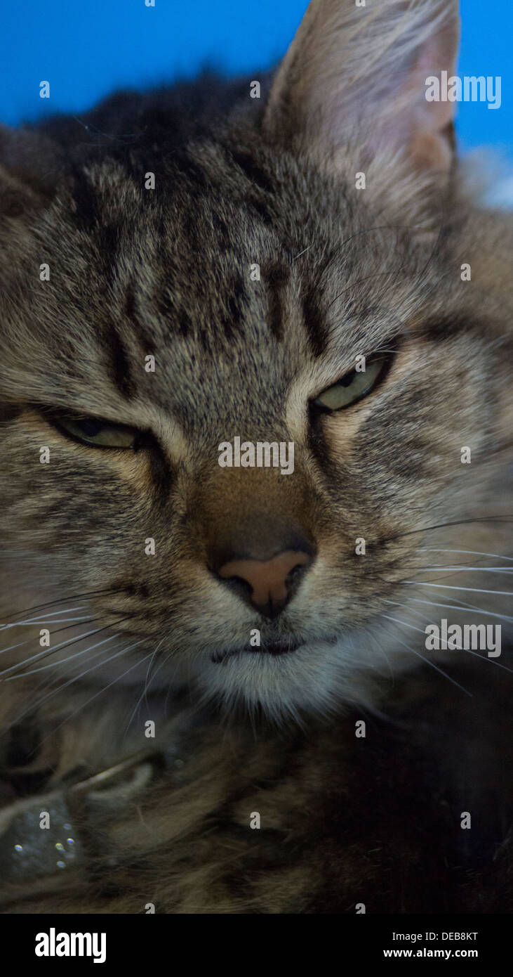 1,891 Angry Cat Face Stock Photos, High-Res Pictures, and Images