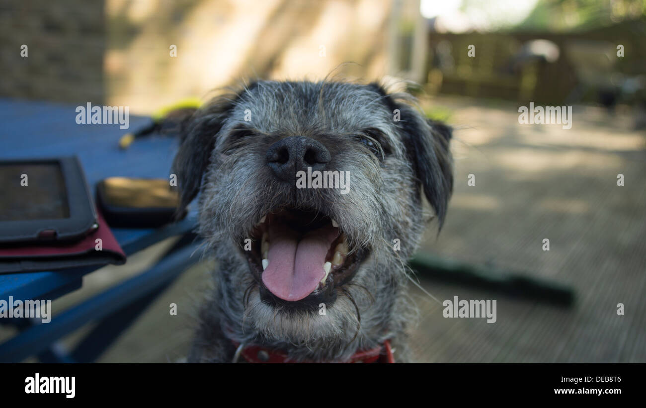 Border terrier mouth open teeth hi-res stock photography and images - Alamy