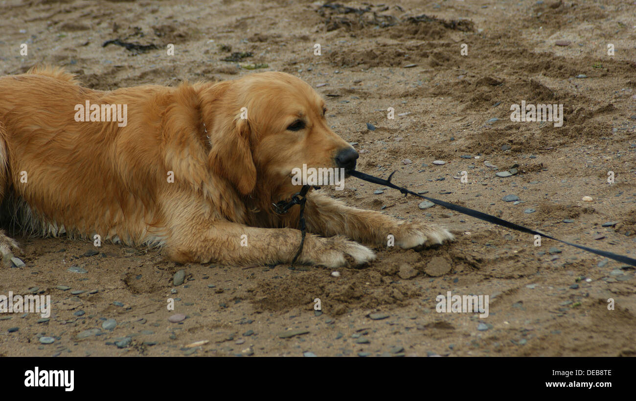 golden retriever labrador puppy dog playing lead Stock Photo Alamy