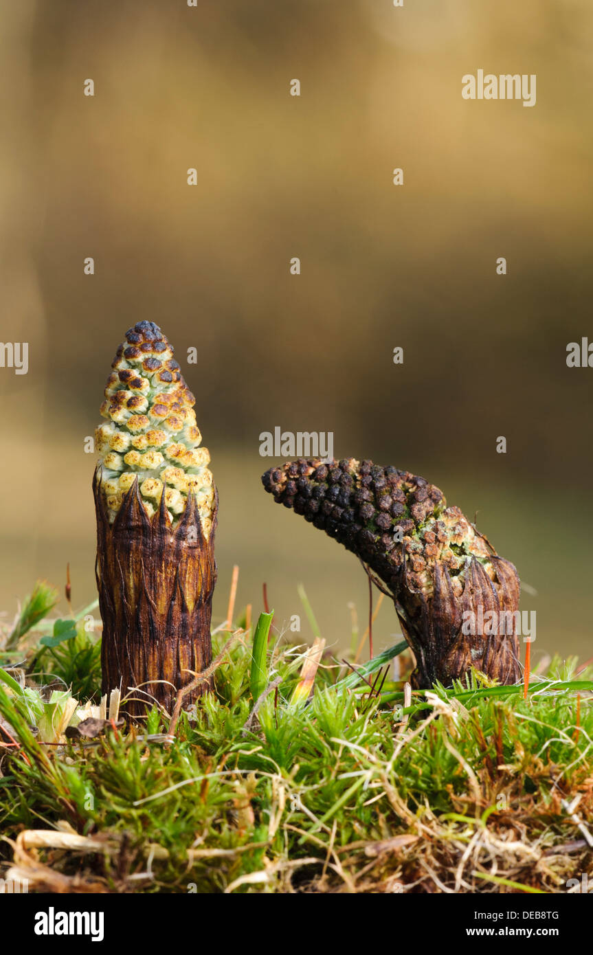 Field horsetail equisetum arvense hires stock photography and images