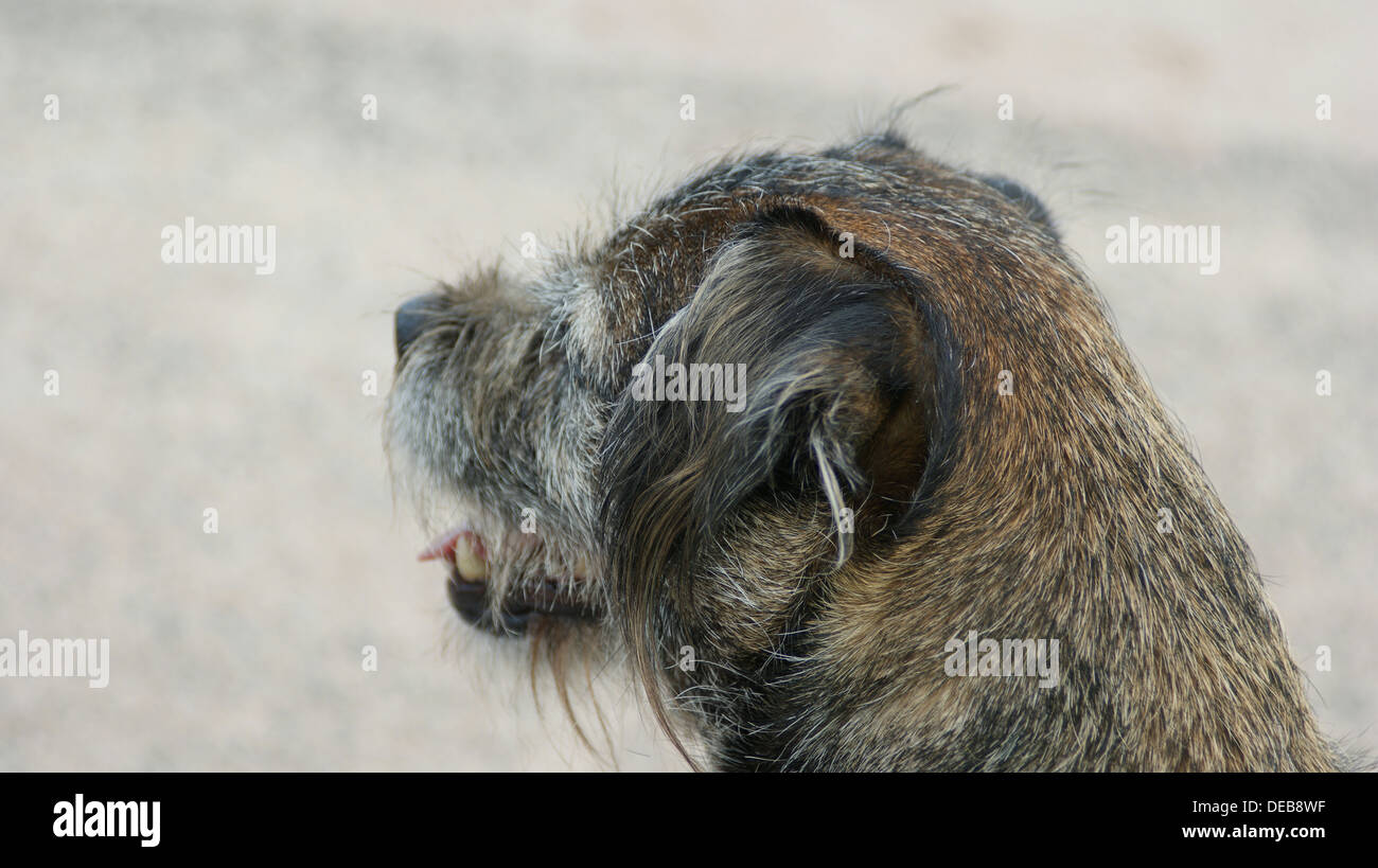 border terrier ear back of head looking hunting Stock Photo