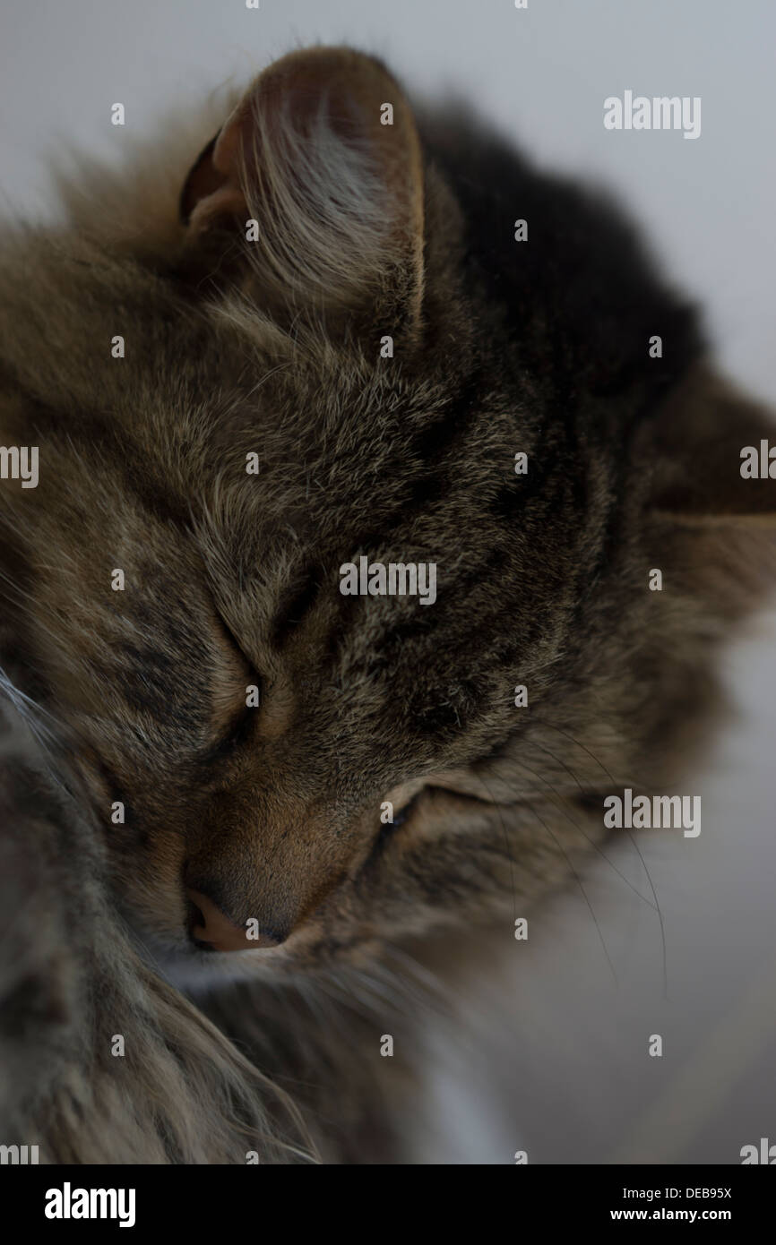 cat face sleeping closed eyes ears whiskers nose Stock Photo