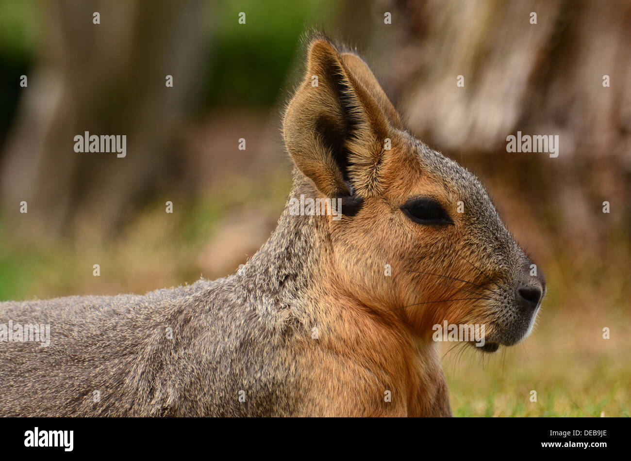 A Mara (Dolichotis) also known as Patagonian Cavy Stock Photo