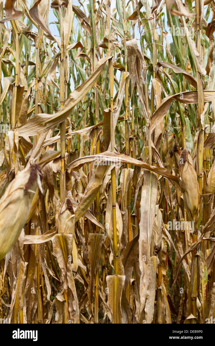 Yellowing corn stalks in a field Stock Photo