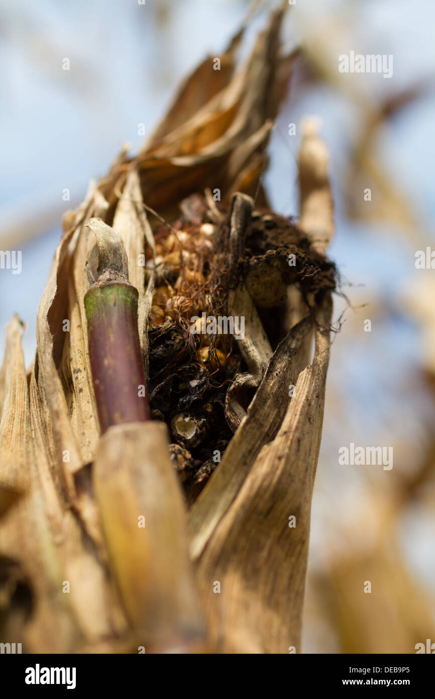 An ear of field corn ripens on the stalk Stock Photo Alamy