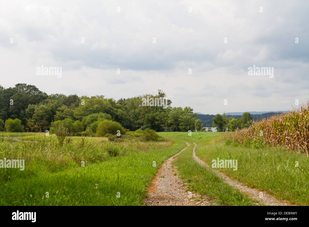 Dirt road winds through the countryside next to corn fields Stock Photo