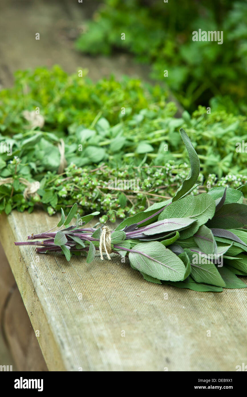 Bunches of herbs drying on a wooden plank bordering a herb harden. Stock Photo
