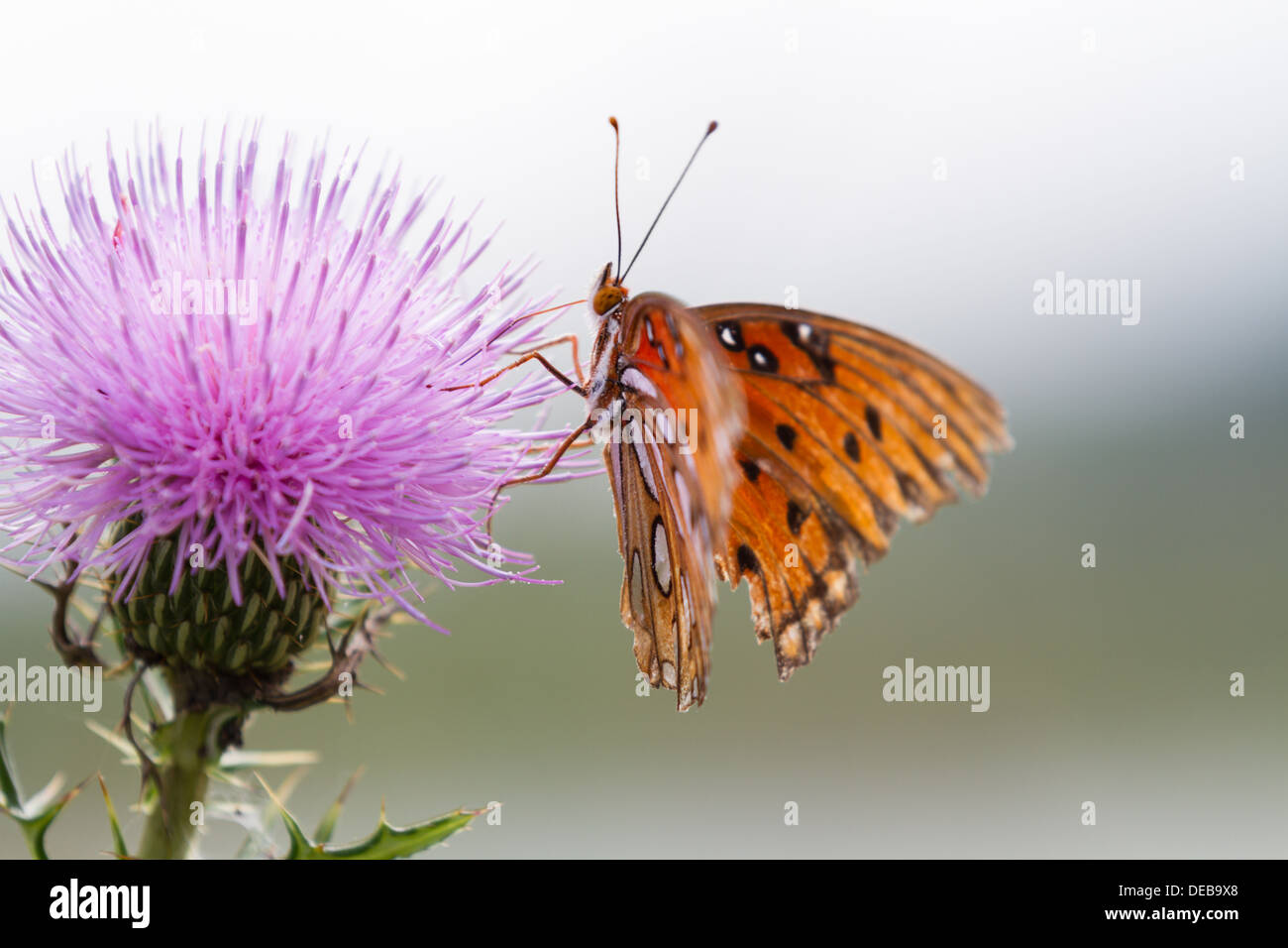 An orange butterfly, (Gulf Fritillary or Agraulis vanillae) with tattered wings pollinates on a purple wildflower Stock Photo