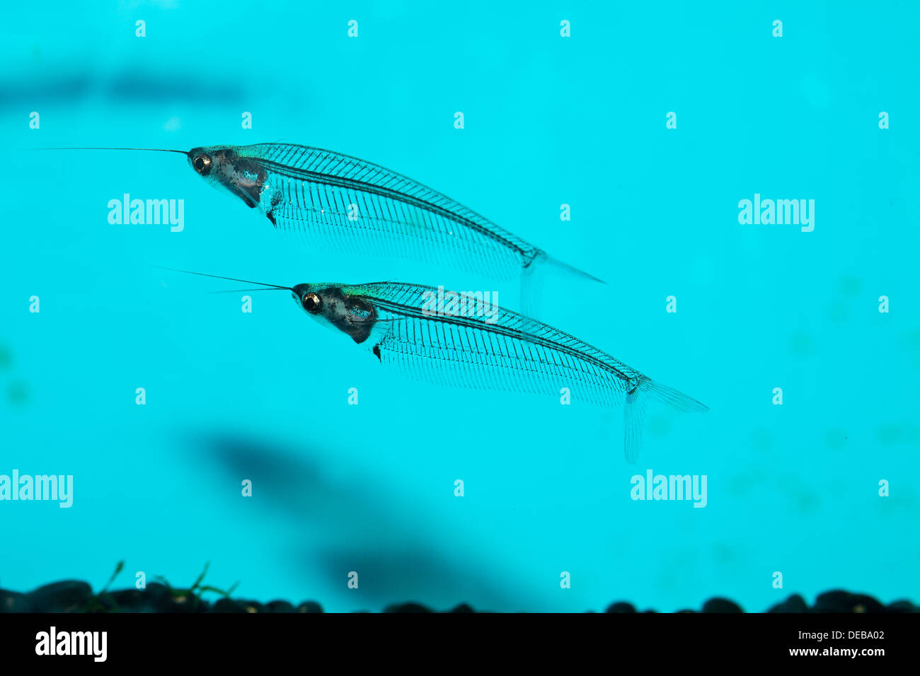 Two glass catfish against a bright blue background in a fish tank. Stock Photo