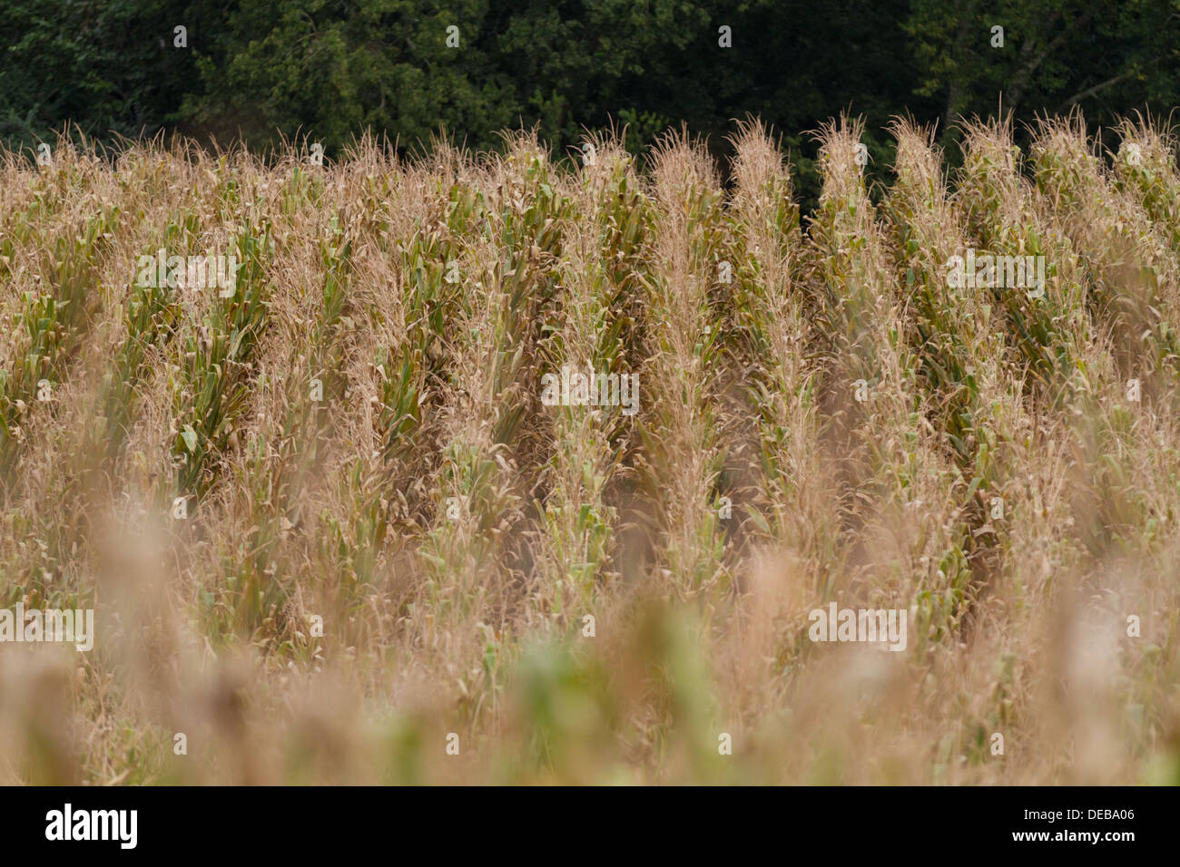 Rows of yellowing corn stalks in a field Stock Photo 60485606 Alamy