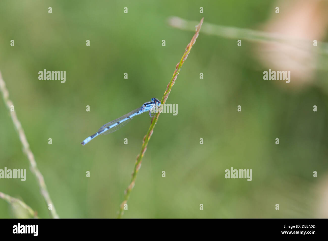 A blue damselfly (Zygoptera) on a grass seedhead Stock Photo