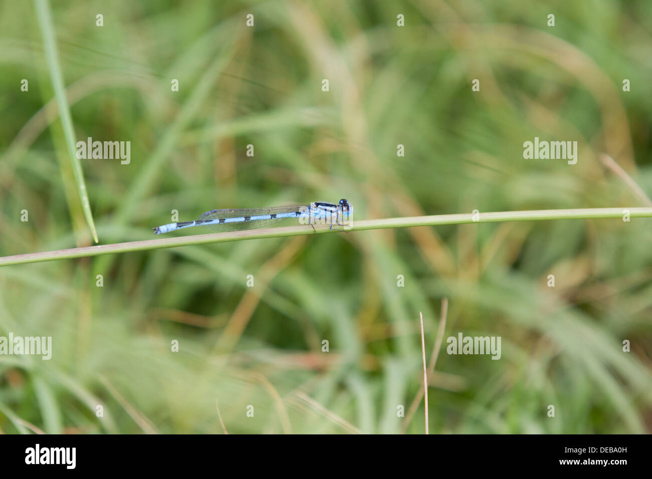 A blue damselfly (Zygoptera) on a blade of grass Stock Photo - Alamy
