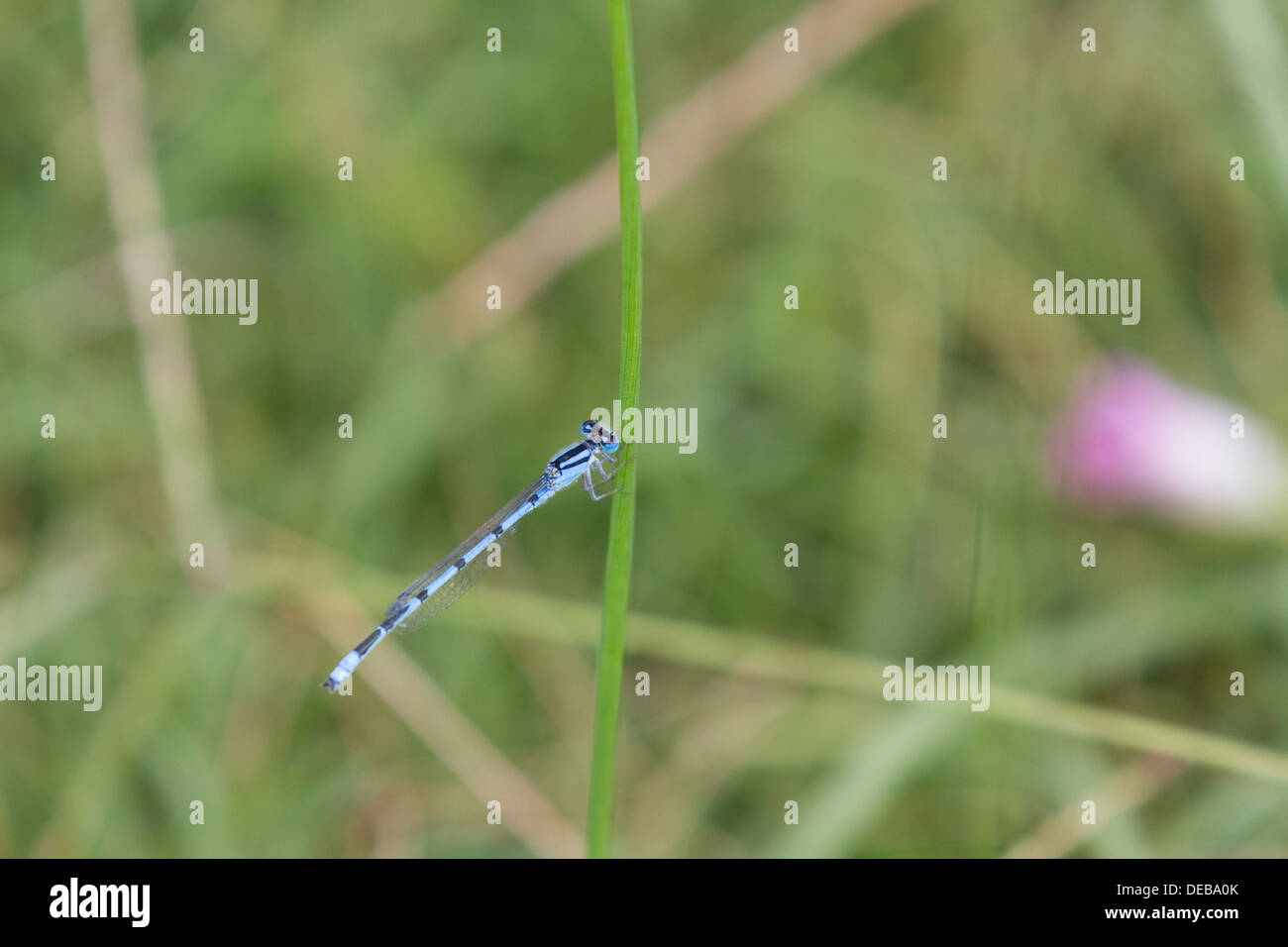 A blue damselfly (Zygoptera) on a blade of grass Stock Photo