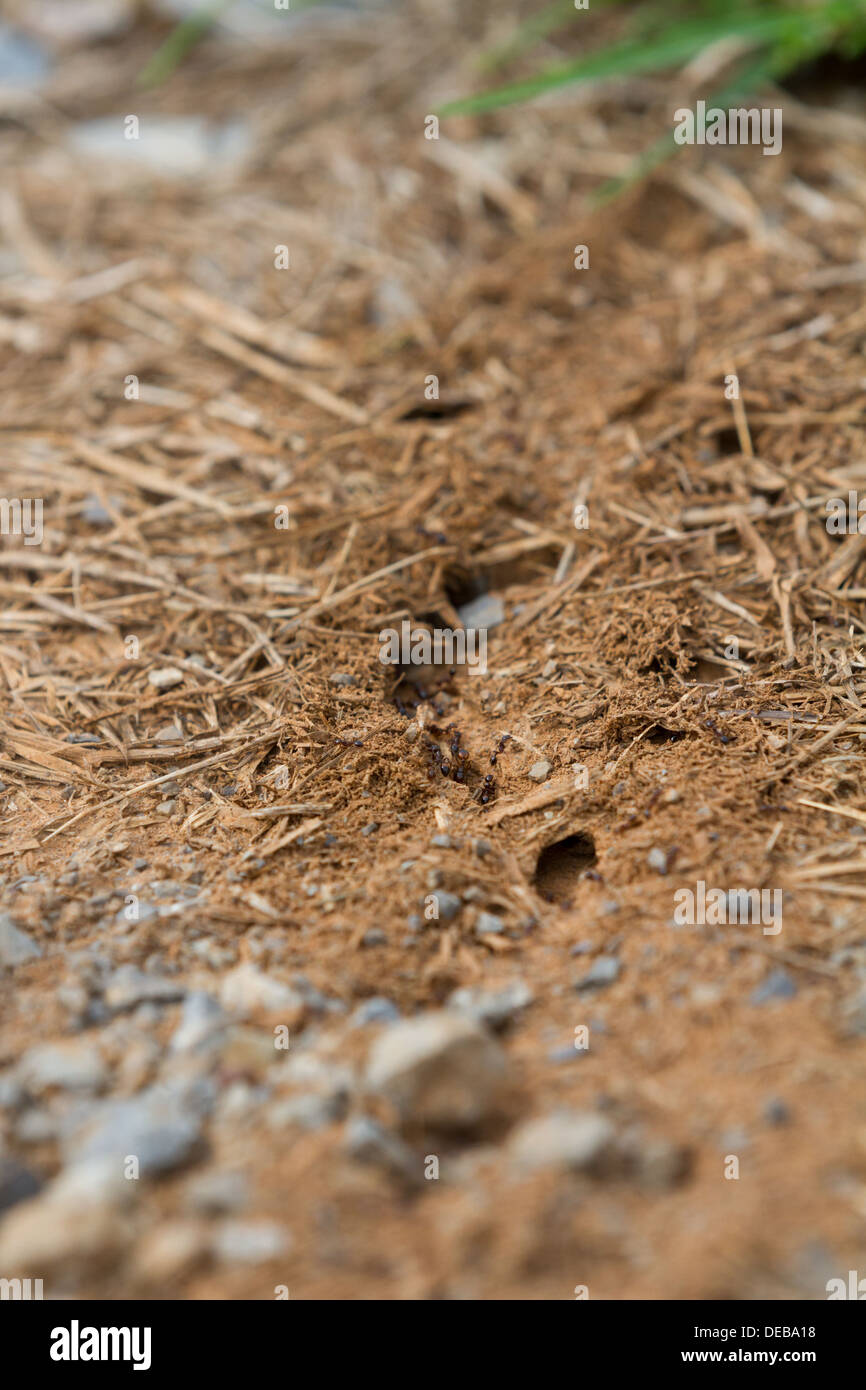 Ant trail hi-res stock photography and images - Alamy