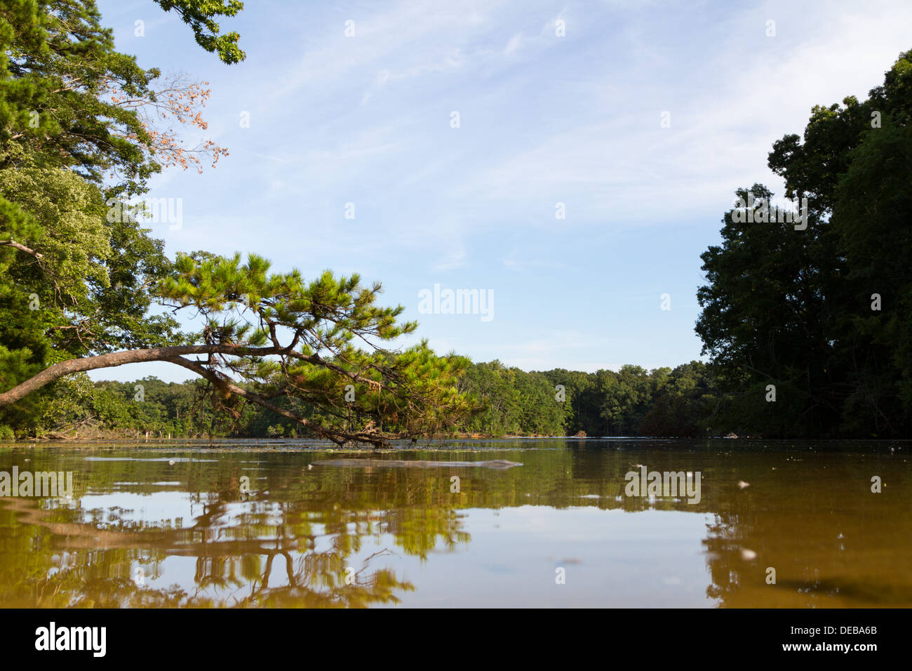 Trees reflect on calm water under a sunny sky Stock Photo - Alamy