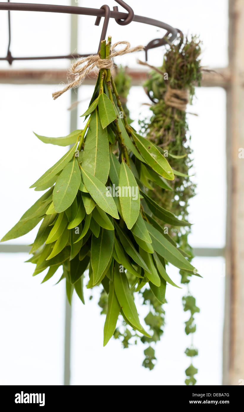Thyme And Bay Leaves Stock Photos & Thyme And Bay Leaves Stock Images