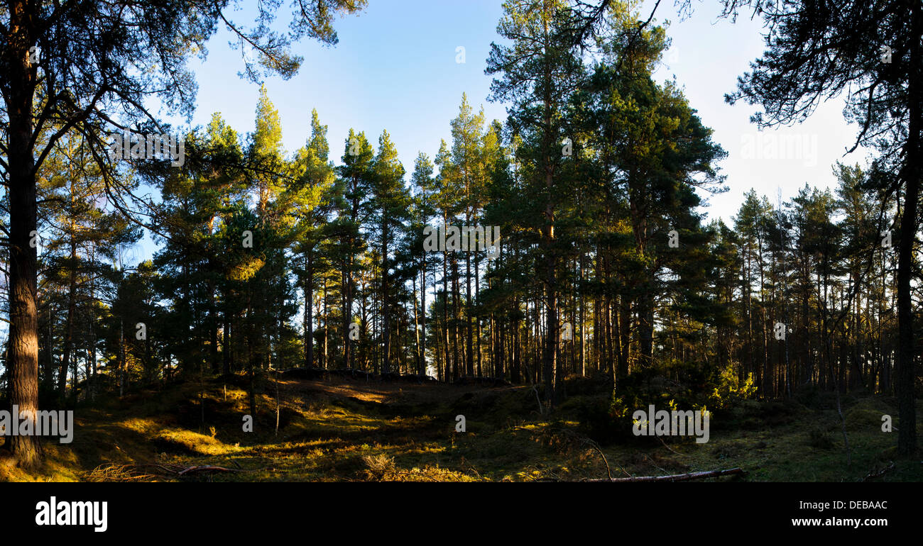 Early morning Spring sunshine lighting up a stand of conifers at Nethy Bridge in the Cairngorms National Park, Inverness-shire, Stock Photo