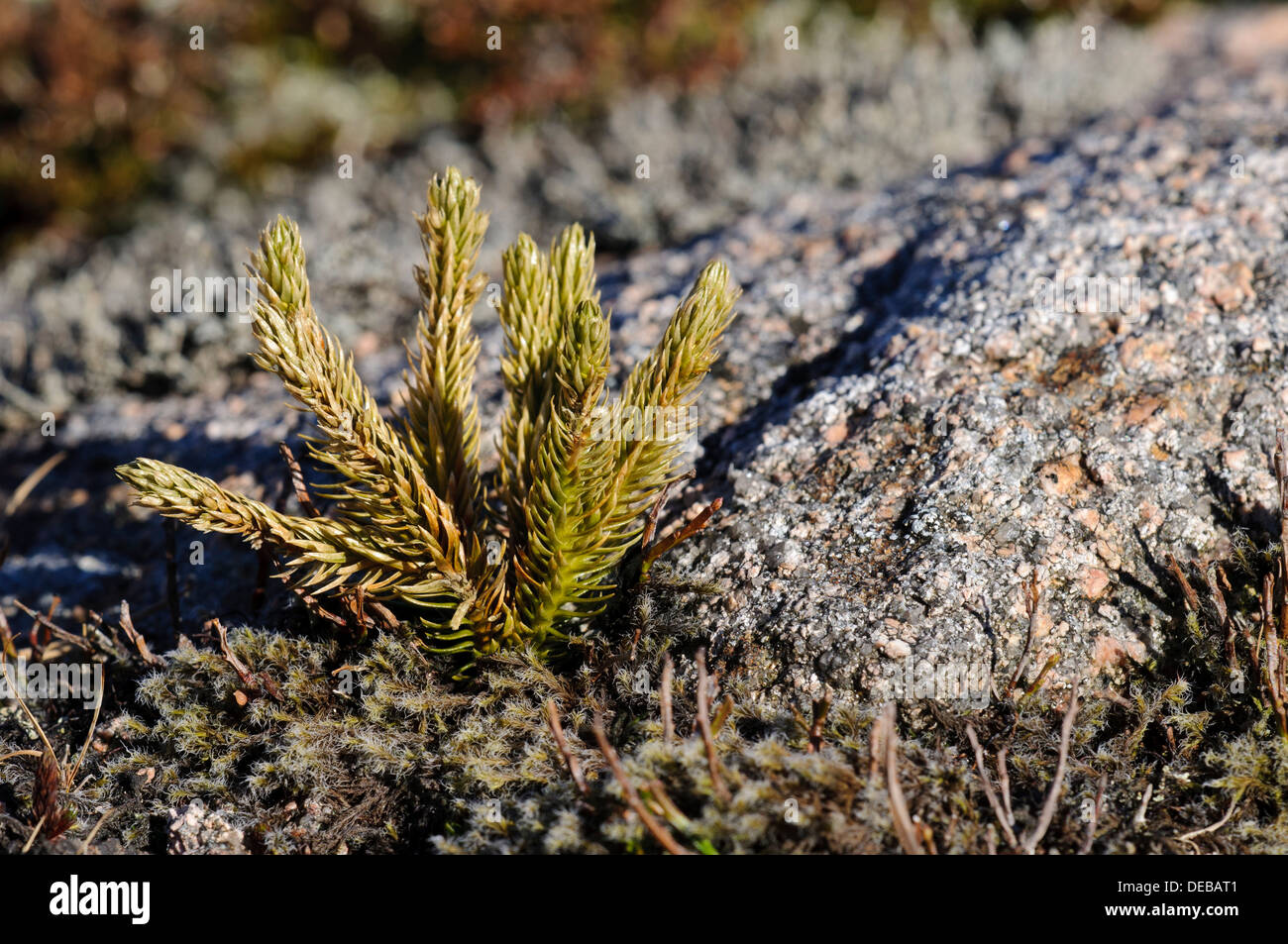 The spikes of fir clubmoss (Huperzia selago) growing near the summit of Cairn Gorm, in the Cairngorms National Park. Stock Photo