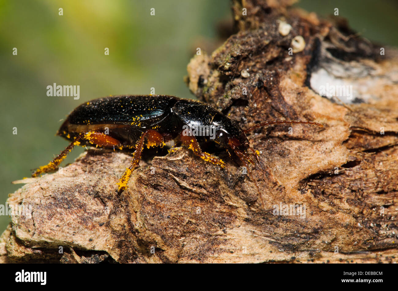 An adult ground beetle (Harpalus affinis) liberally speckled with pollen grains and walking across dead wood in a garden Stock Photo