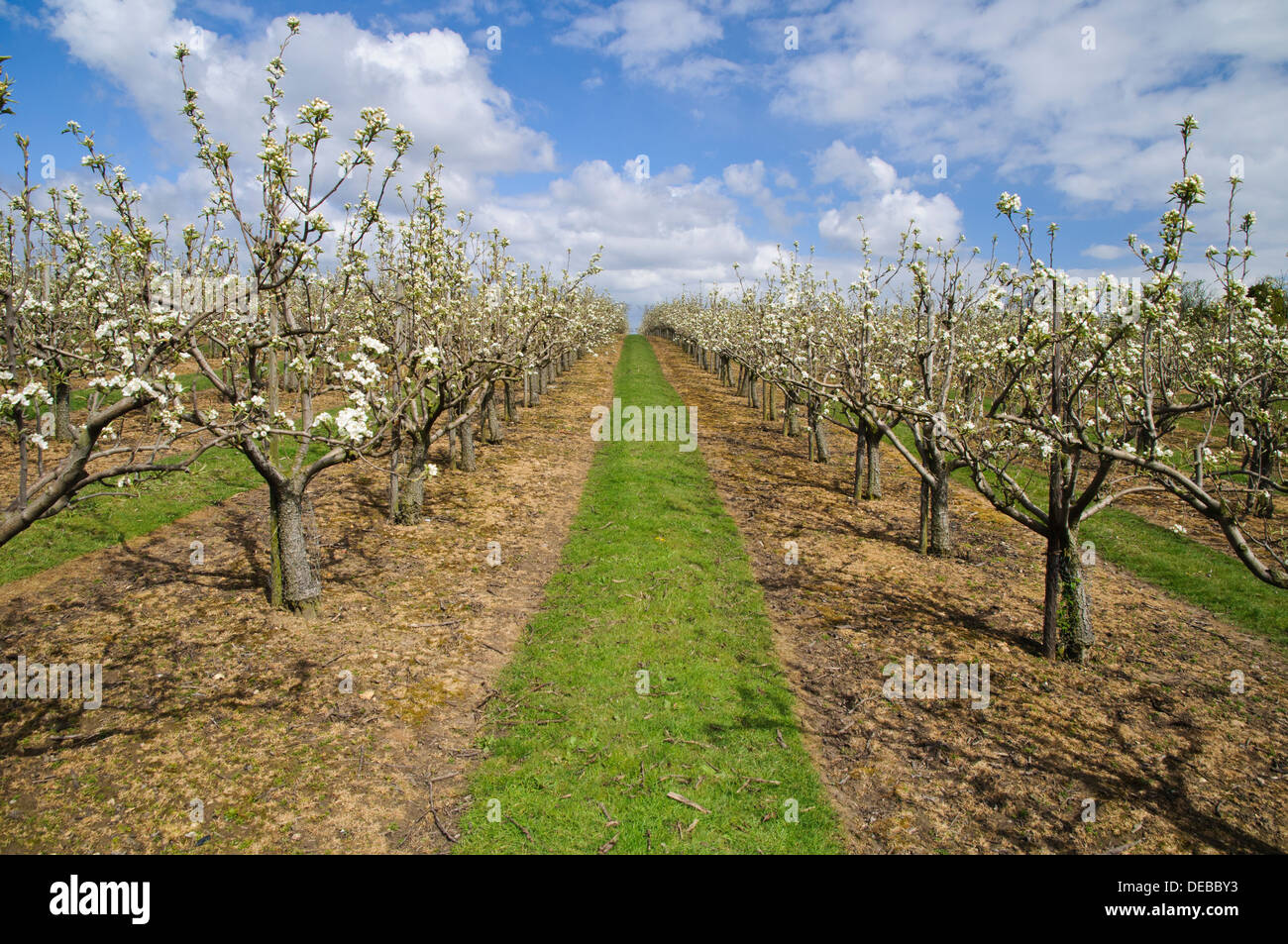 Blossom orchard kent hi-res stock photography and images - Alamy
