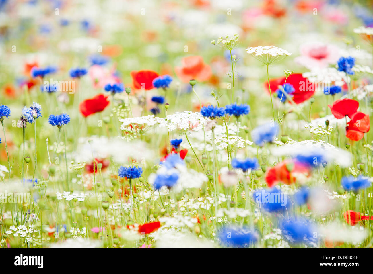 Field full wildflower white hi-res stock photography and images - Alamy