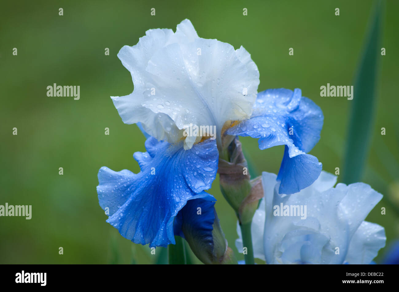 blue and white iris Stock Photo Alamy