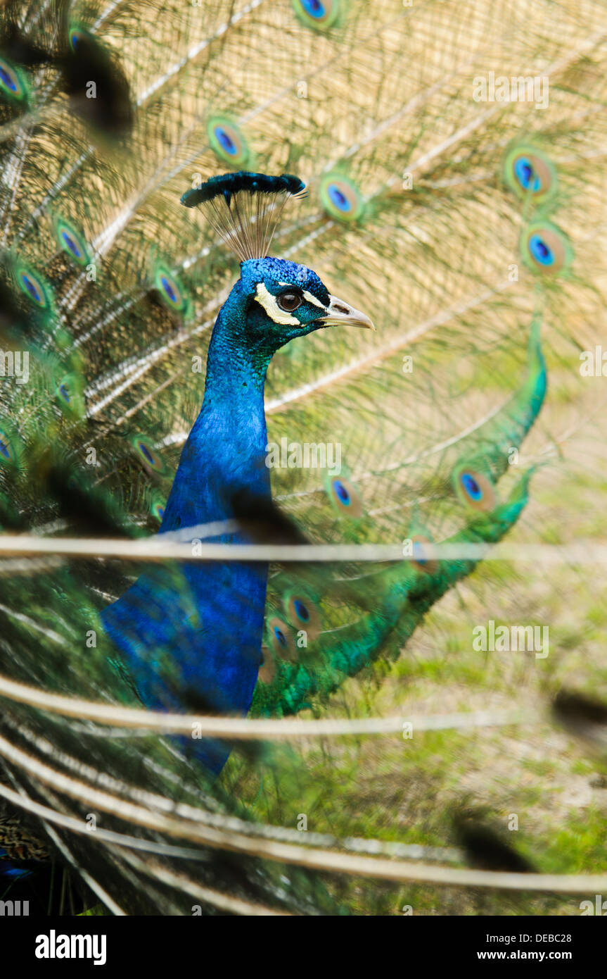 A peacock (Pavo cristatus) displaying at RSPB Arne, Dorset. May. Stock Photo