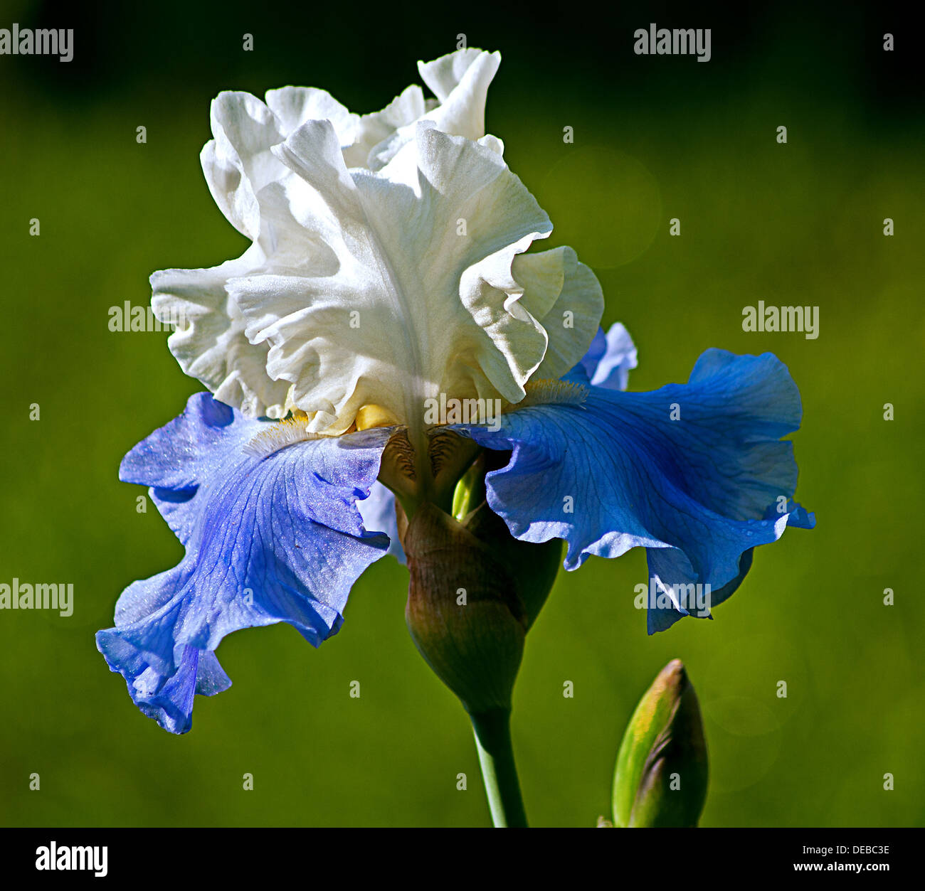 white and blue iris flower on the green grass background Stock Photo