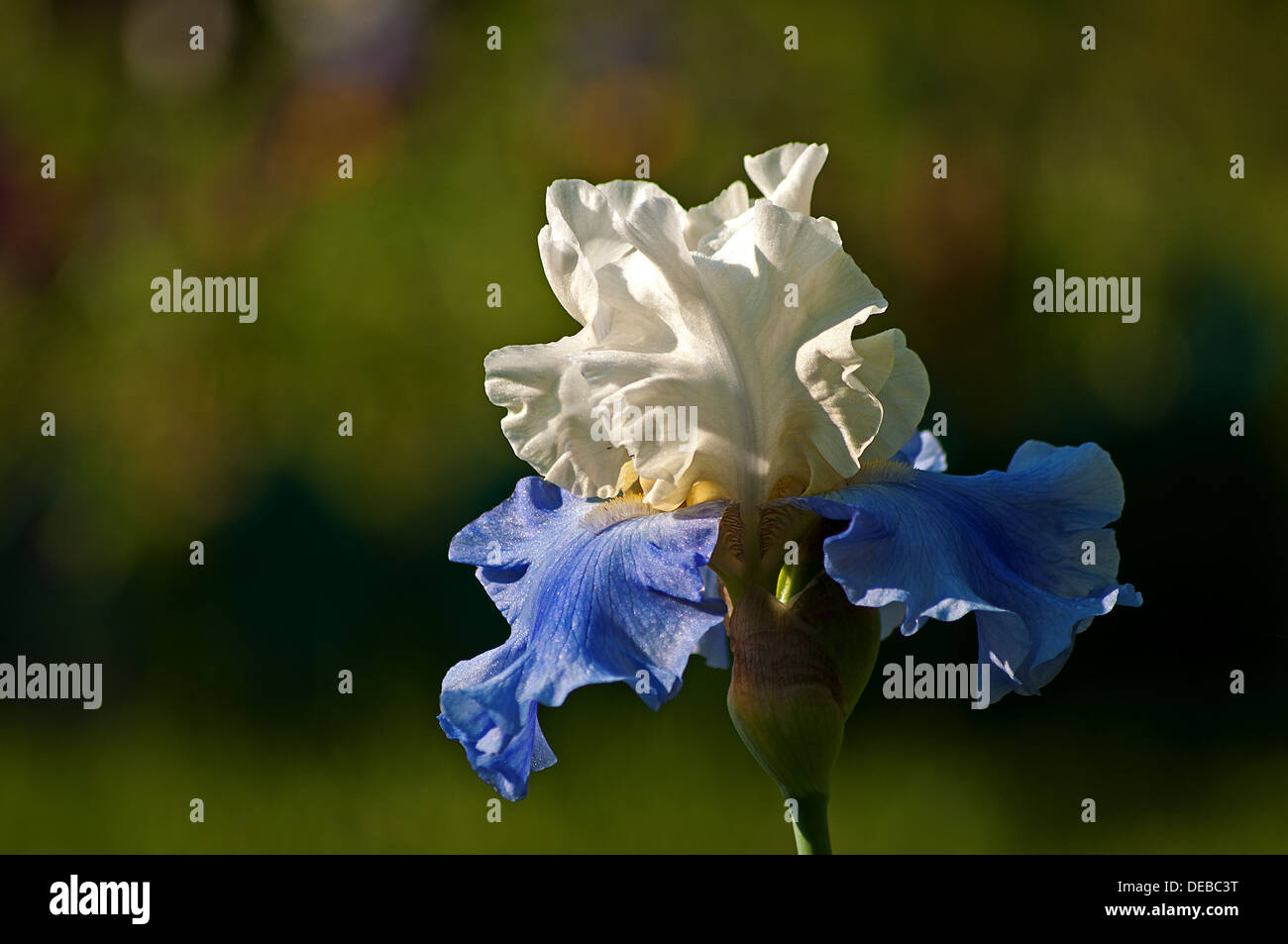 white and blue iris flower on the dark colorful background Stock Photo