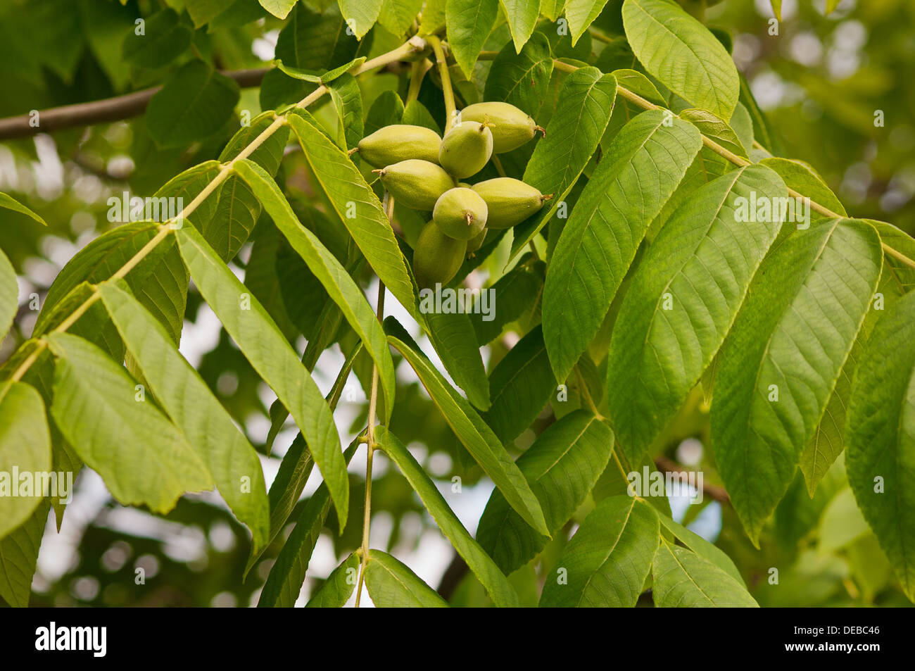 Juglans mandshurica, or Manchurian walnut Stock Photo