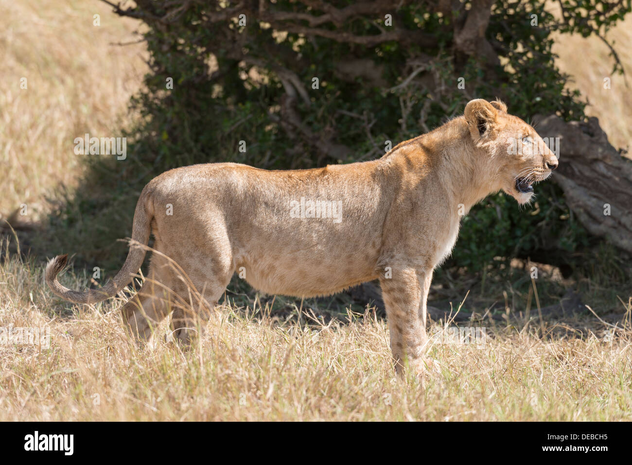 Young lion in Masai Mara National Reserve, Kenya Stock Photo - Alamy