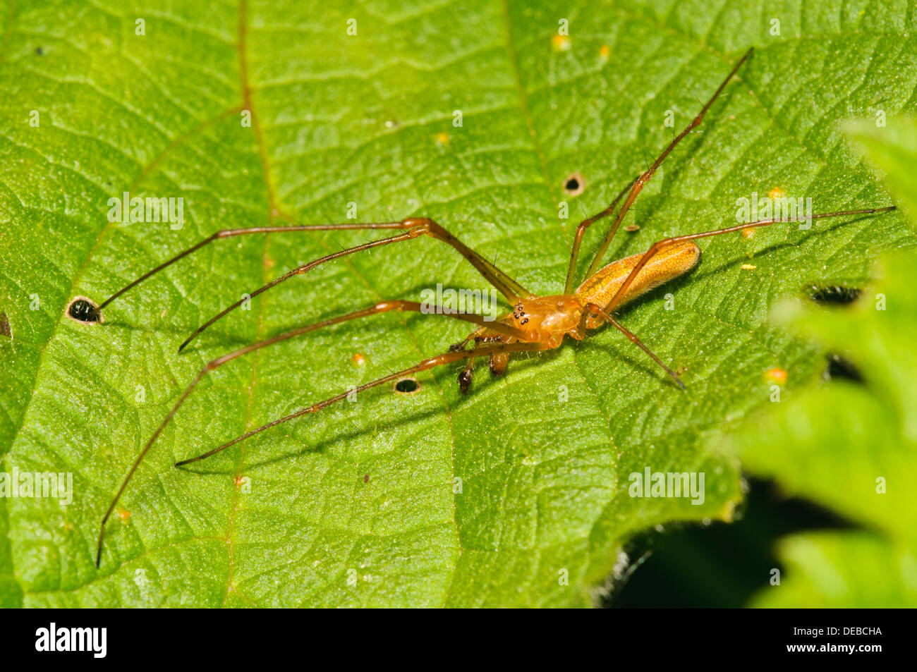 An adult male common stretch spider (Tetragnatha extensa) spread across a nettle leaf at RSPB Ry Meads, Hertfordshire. May. Stock Photo
