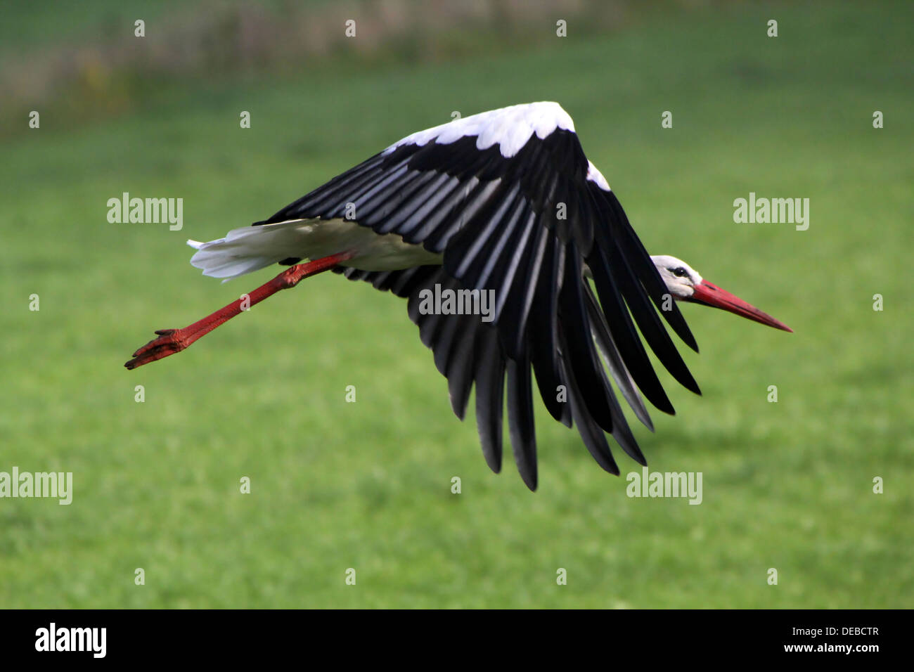 Close-up of a mature White Stork (Ciconia ciconia) taking off  into  flight in a meadow Stock Photo