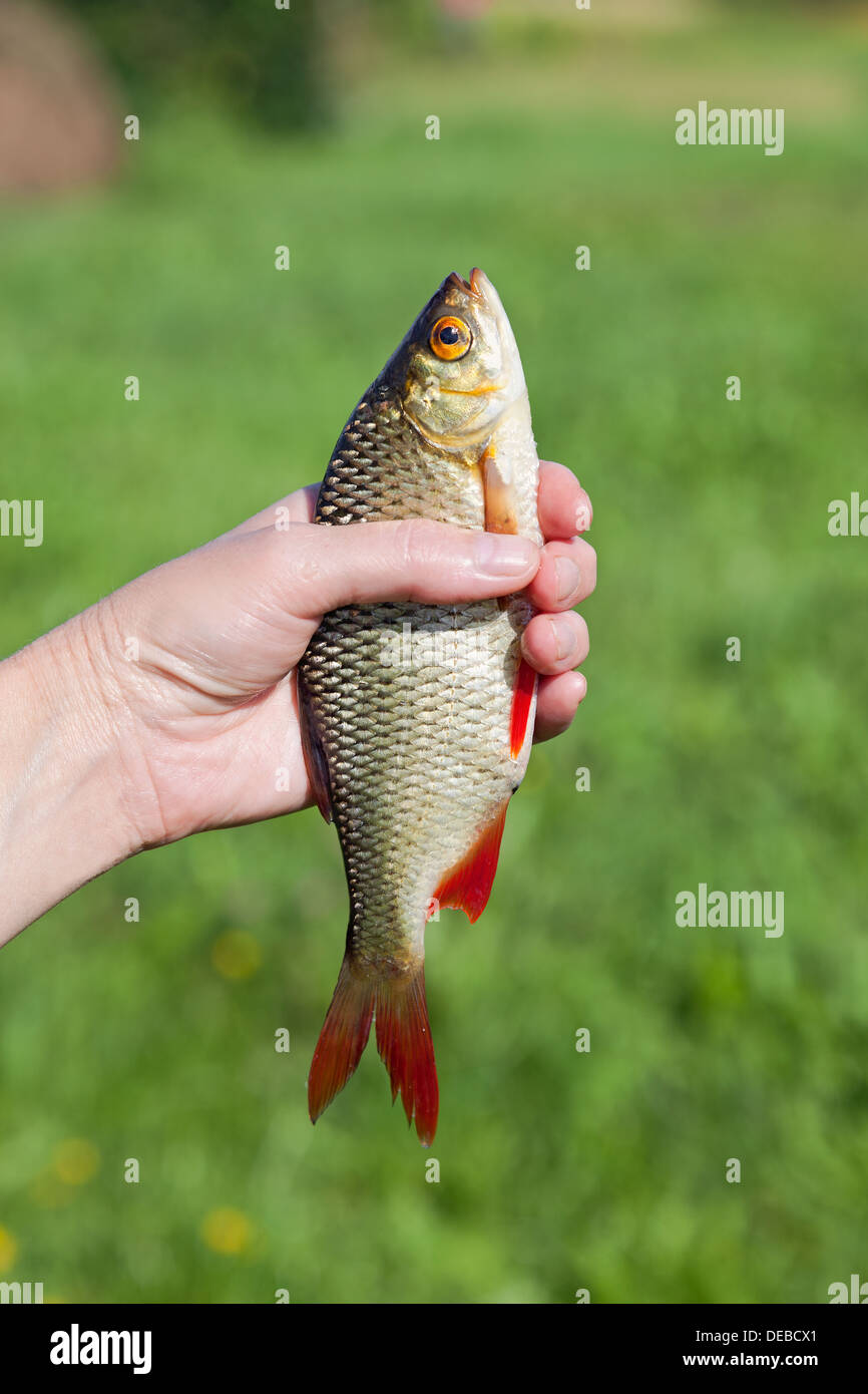 Freshly caught fish rudd in the hand Stock Photo Alamy