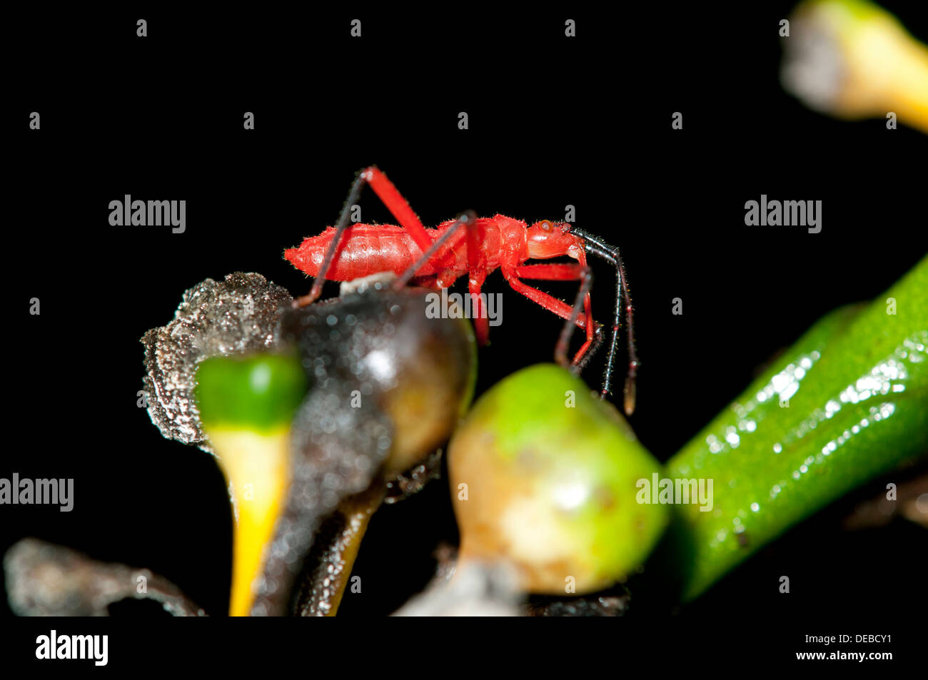 Nymph, Cotton-stainer bug (Dysdercus sp.), Tiputini rainforest, Yasuni National Park, Ecuador, South America Stock Photo