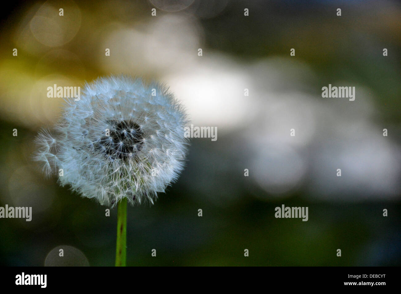Dandelion - Fluffy sead ball. Photographed in Croatia in August Stock Photo