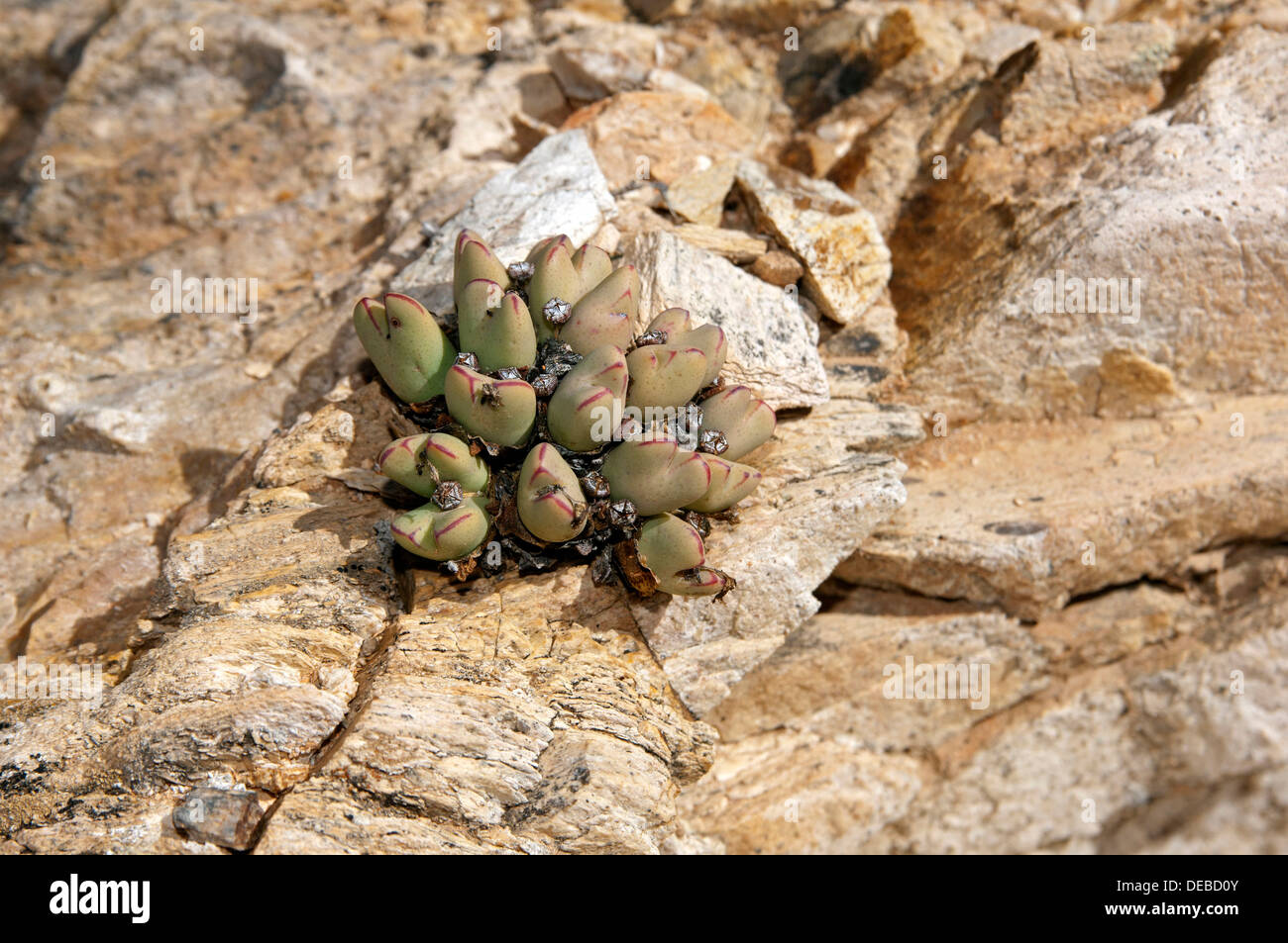 Conophytum (Conophytum bilobum) in its habitat, Richtersveld, Richtersveld Nationalpark, Northern Cape, South Africa Stock Photo