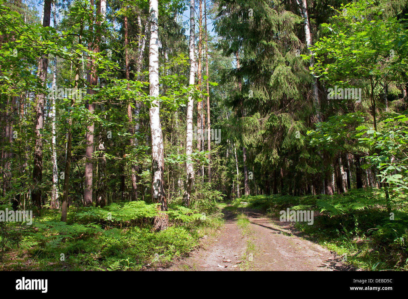 landscape of the road in the pine and birch forest Stock Photo
