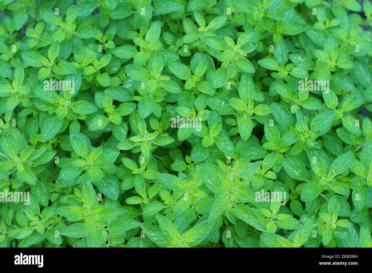 Oregano Marjoram fresh green leaves Origanum vulgare Stock Photo Alamy
