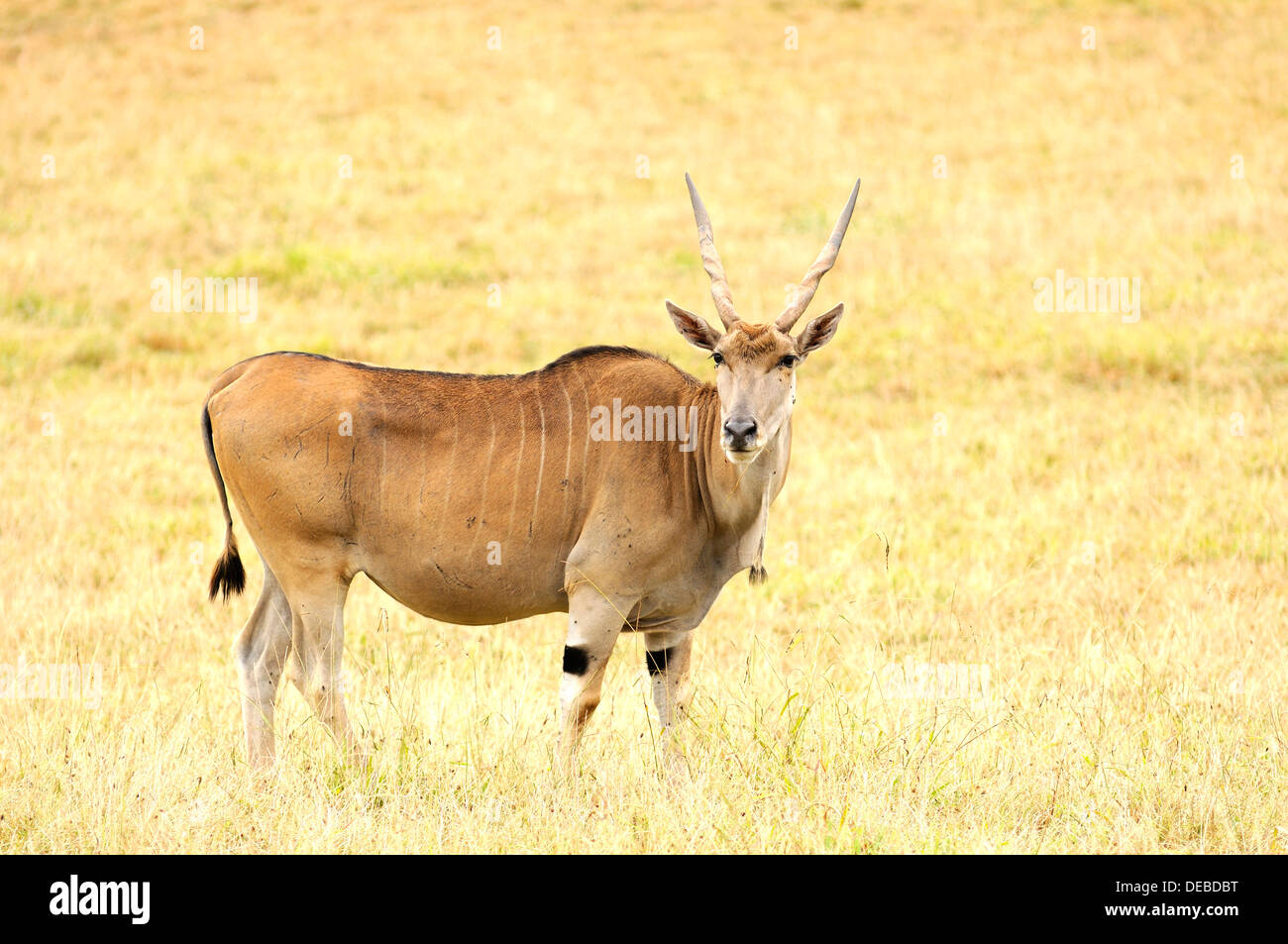 Horizontal portrait of common eland, Taurotragus oryx, in grassland. Stock Photo