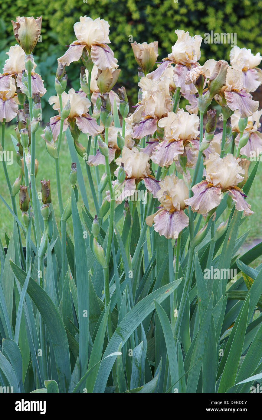 Pale beige violet iris flowers Stock Photo